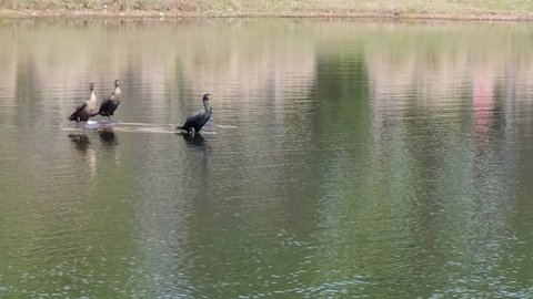 3 Cormorants on pond raft