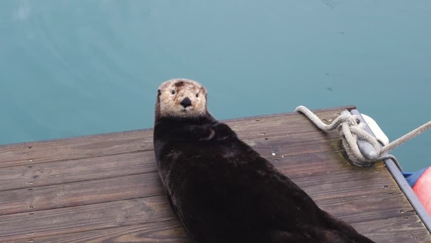 Adorable Alaskan Sea Otter Rubbing Paws Together