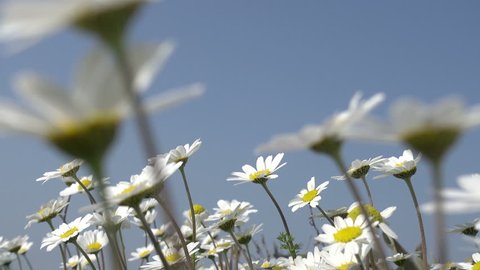 Moving in daisy field and see beautiful violet flower between daisies under blue clear sky .