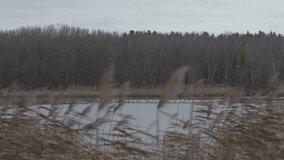 Many seagull on the lake in winter ladscape Hugary, Europe stock 4K video.
RAW footage for creators to color grade and control the look of your project.