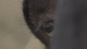 Goat eye extremly close up, macro stock video 4K.
RAW footage for creators to color grade and control the look of your project.