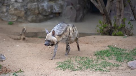 Striped hyenas walking on yellow sand, sniffing each other, medium shot,summer day