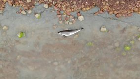 Environment and wildlife: dead young dolphin on the sea shore, aerial video. Earth wildlife,  environmental pollution, ecological catastrophe.  Dead animal. 
