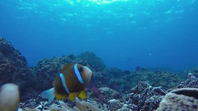 A slow-motion video of Anemone fish swimming about on a tropical reef in the Pacific Ocean