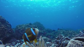 A 60 fps video of Anemone fish swimming about on a tropical reef in the Pacific Ocean