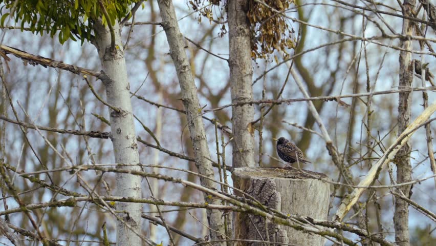 Sturnus vulgaris. Common starling on a tree branch