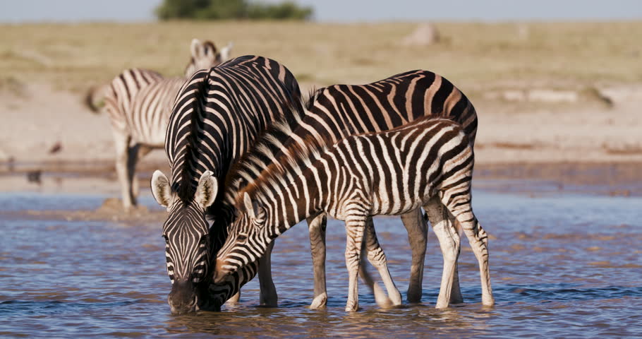 Close-up view of a group of Zebras with a cute young foal drinking at a waterhole on the Makgadikgadi Pans, Botswana  Royalty-Free Stock Footage #1028440673