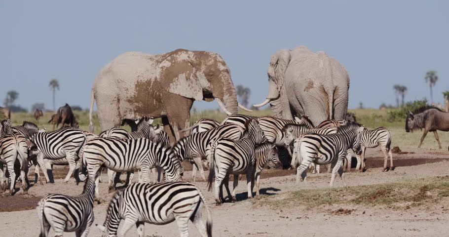 Close-up view of a group of Zebras and wildebeest drinking at a waterhole on the Makgadikgadi Pans with elephants in the  background,Botswana  Royalty-Free Stock Footage #1028440943
