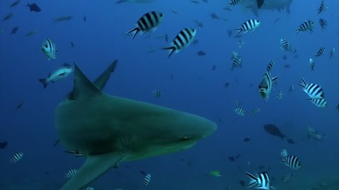 Pack of sharks in school of fish underwater Pacific Ocean Tonga. Dangerous animal gray bull shark and tropical fish in marine wildlife swimming in search of food