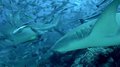 Diving with shark underwater Pacific Ocean Tonga. People swim with sharks and exploring marine life of wildlife animals.