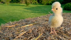 4K Video clip of one cute yellow chick, baby Poland Chicken, sitting on a hay bale outside in golden summer sunshine