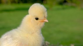 4K Video clip of one cute yellow chick, baby Poland Chicken, sitting on a hay bale outside in golden summer sunshine