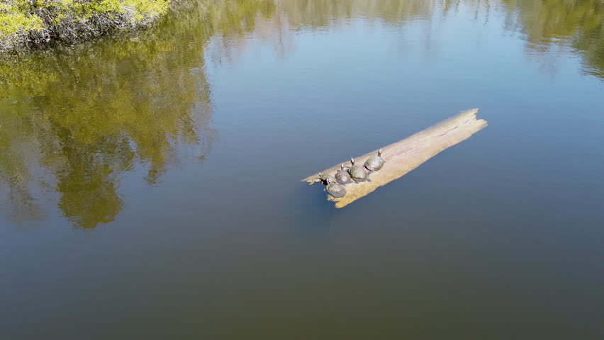 turtles on a log in a swamp