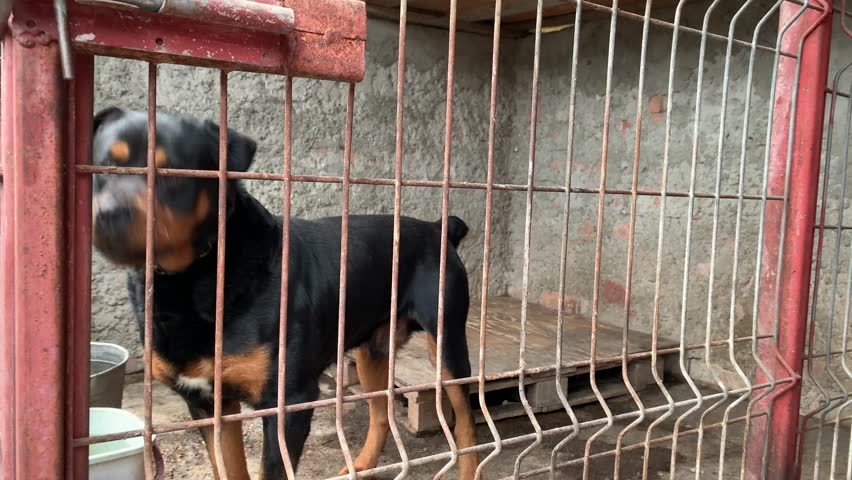 rottweiler cage
