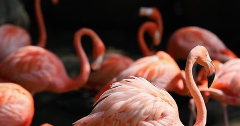 Cartagena Columbia pink Flamingos beautiful. American flamingo is a large wading bird. Shallow water is preferred. Throughout the Americas.
