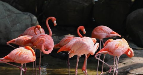 Cartagena Columbia beautiful pink Flamingos . American flamingo is a large wading bird. Shallow water is preferred. Throughout the Americas.