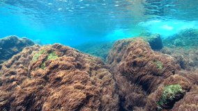 Underwater moving above seaweeds in Mediterranean sea, red algae harpoon weed, Asparagopsis armata