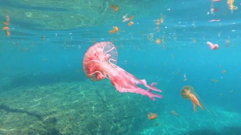 Pelagia noctiluca jellyfish underwater in Mediterranean sea, Spain