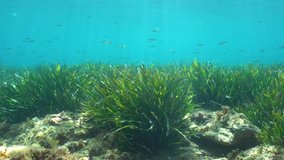 Posidonia oceanica seagrass with small fish underwater in Mediterranean sea, France