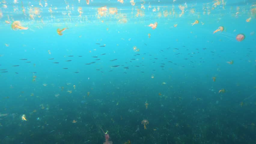 Many jellyfish Pelagia noctiluca with small fish underwater in Mediterranean sea, Spain