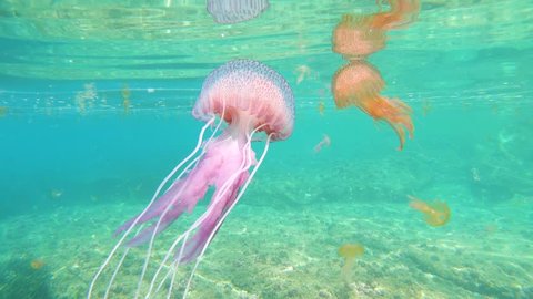 Colorful jellyfish underwater in Mediterranean sea, mauve stinger Pelagia noctiluca