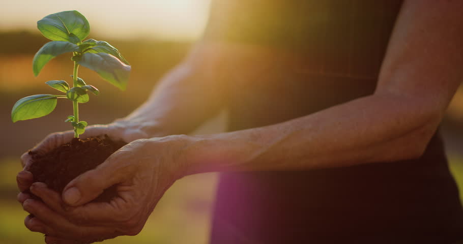 Hands holding a plant sapling with beautiful sunset light, concept of new growth and sustainable agriculture, environmental health, caring for mother earth | Shutterstock HD Video #1028452127