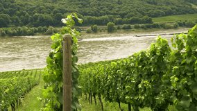 4K video clip of grape vines growing in a vineyard with tanker ships sailing on the River Rhine, Germany