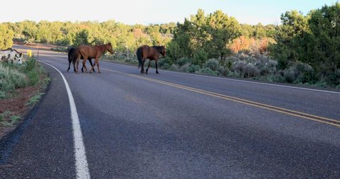 Wild horses crossing the road are danger for the drivers. 
