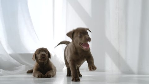 SLOW MOTION: Two brown labrador puppies running in room in daytime 