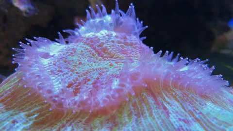 Pink pulsing xenia in saltwater aquarium. Footage of purple mushroom coral, fungiidae or fungiids colonial species. Pulsatory colony of Fungia scutaria seascape with closeup of stony coral in tank
