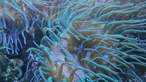 Paracanthurus hepatus and pink pulsing anemone in saltwater aquarium. Footage of regal tang, palette surgeonfish, royal blue tang, blue hippo tang, flagtail fish and mushroom coral, fungiidae