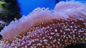 Metallic purple frogspawn with pink tips, flaviids underwater world seaweeds. Footage of polyp stony coral LPS, wall, octopus or Grape coral. Oxypora sp. soft and hard corals in deep sea waters