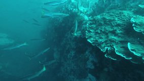 Calming video of large schools of fish taken while scuba diving off the coast of the Islands in Thailand