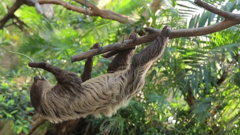 Sloth climbing tree for food.