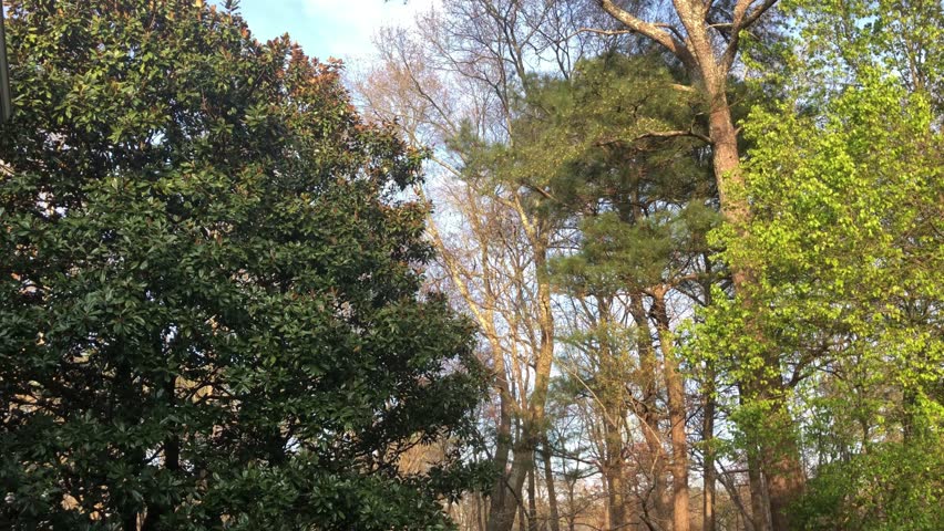 Spring breeze in Georgia blowing tree tops.