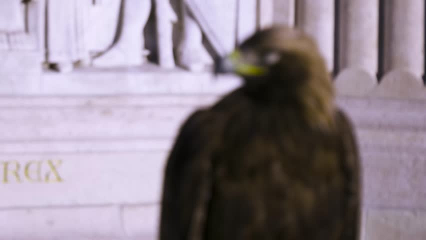 Golden Eagle shot near Statue of Saint Stephen