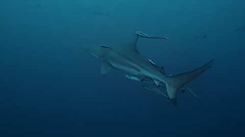 The blacktip shark, South Africa, Indian ocean.