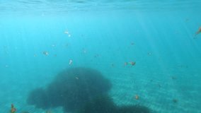 Many jellyfish Pelagia noctiluca underwater in Mediterranean sea, Spain