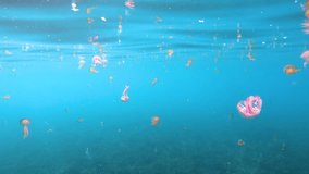 Many jellyfish mauve stinger Pelagia noctiluca underwater in Mediterranean sea, Spain