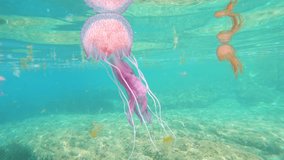 Close up of a jellyfish underwater in Mediterranean sea, Mauve stinger Pelagia noctiluca