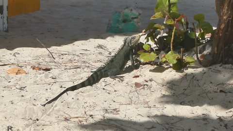 Iguana resting on the sand in La Caravalle beach, Guadeloupe. Lesser Antilles