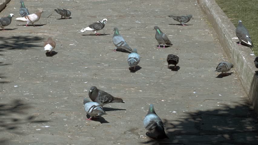 Lots of doves eating and walking around 