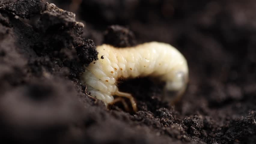 White Larva Beetle Ground Macro Stock Footage Video (100% Royalty-free 