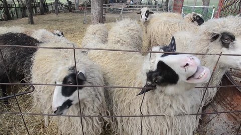 Herd of sheep in sheepfold on farmland. Sheep pen on a farm in a village. Flock of domestic sheep in livestock farm. 