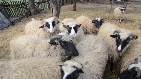 Herd of sheep in sheepfold on farmland. Sheep pen on a farm in a village. Flock of domestic sheep in livestock farm. 