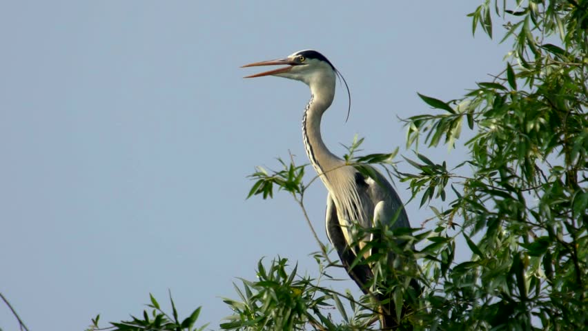 Grey Heron On Tree Branch