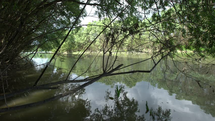 View Of The Danube Floodplain Forest