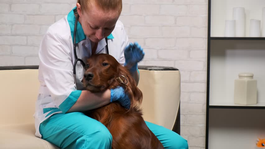 woman vet sits on couch and strokes dog before examination. Pedigreed dog at reception at doctor. Royalty-Free Stock Footage #1028493872