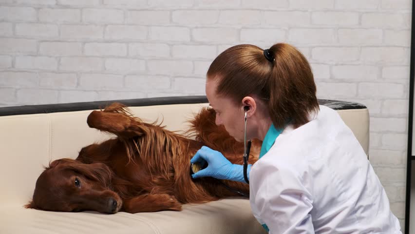 veterinarian listens to a dog using a phonedoscope. Setter is lying on the couch. animal at the reception in the veterinary clinic. Royalty-Free Stock Footage #1028493881