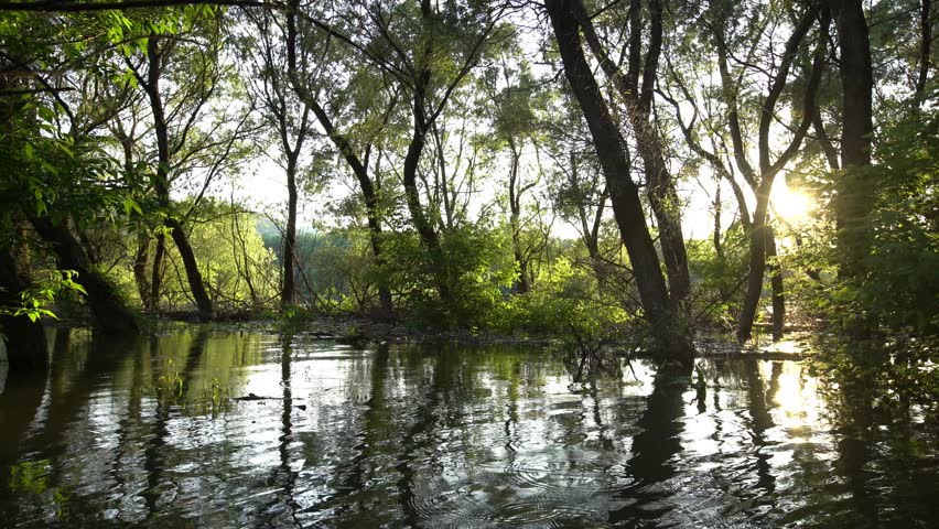 Danube floodplain forest during floods